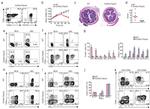 TCR beta Antibody in Flow Cytometry (Flow)