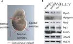 HDAC2 Antibody in Western Blot (WB)