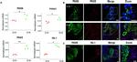 ISL1 Antibody in Immunohistochemistry (IHC)