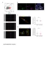 Cardiac Troponin T Antibody in Immunocytochemistry (ICC/IF)