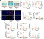 F4/80 Antibody in Immunohistochemistry (IHC)