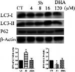 Actin Antibody in Western Blot (WB)