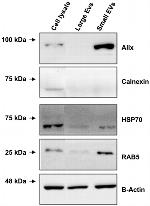 Calnexin Antibody in Western Blot (WB)