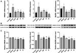 TLR4 Antibody in Western Blot (WB)