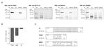 TRIM28 Antibody in Western Blot (WB)