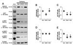 DNM1L Antibody in Western Blot (WB)