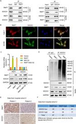 SOCS1 Antibody in Western Blot, Immunoprecipitation (WB, IP)