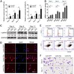 CD71 (Transferrin Receptor) Antibody in Flow Cytometry (Flow)