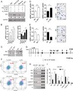 CD235a (Glycophorin A) Antibody in Flow Cytometry (Flow)