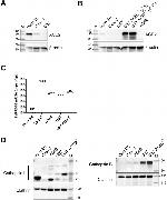 Cathepsin L Antibody in Western Blot (WB)