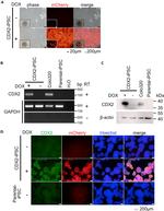 CDX2 Antibody in Immunocytochemistry (ICC/IF)