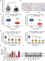 LNK Antibody in Immunohistochemistry (IHC)