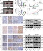 LNK Antibody in Immunohistochemistry (IHC)