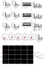 BCL2A1 Antibody in Immunocytochemistry (ICC/IF)