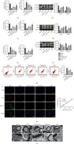 BCL2A1 Antibody in Immunohistochemistry (IHC)