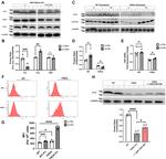 ISCU Antibody in Western Blot (WB)