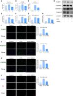 NLRP3 Antibody in Western Blot, Immunocytochemistry (WB, ICC/IF)