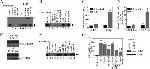 IL-17A Antibody in Neutralization (Neu)