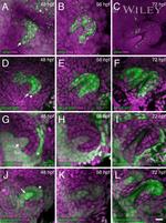 GFP Antibody in Immunohistochemistry (IHC)