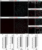 NR5A1 Antibody in Immunocytochemistry (ICC/IF)