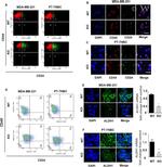 ALDH1A1 Antibody in Immunocytochemistry (ICC/IF)