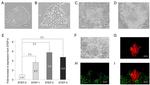 SOX2 Antibody in Immunocytochemistry (ICC/IF)