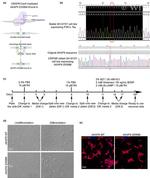 MAP2 Antibody in Immunocytochemistry (ICC/IF)