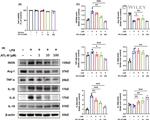 Arginase 1 Antibody in Western Blot (WB)