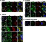 PDI Antibody in Immunocytochemistry (ICC/IF)