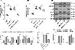 p47phox Antibody in Western Blot (WB)