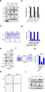 PI4KA Antibody in Western Blot (WB)