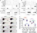 c-Myc Antibody in Immunoprecipitation (IP)