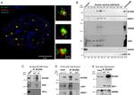 SON Antibody in Western Blot (WB)