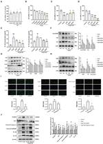 Caspase 1 p20 (Cleaved Asp296) Antibody in Immunocytochemistry (ICC/IF)