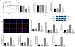 NLRP3 Antibody in Western Blot (WB)