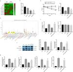 Caspase 1 (cleaved Asp297) Antibody in Western Blot (WB)