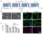 MAP2 Antibody in Immunocytochemistry (ICC/IF)