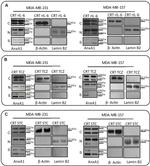 Annexin A1 Antibody in Western Blot (WB)