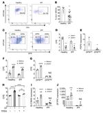 SLC39A8 Antibody in Flow Cytometry (Flow)