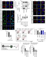 c-Abl Antibody in Proximity Ligation Assay (PLA) (PLA)