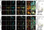 RPL24 Antibody in Immunocytochemistry (ICC/IF)