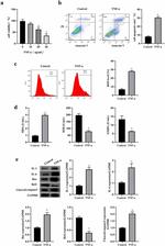 Bcl-2 Antibody in Western Blot (WB)