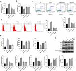 Bax Antibody in Western Blot (WB)