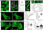 BAG2 Antibody in Immunocytochemistry (ICC/IF)