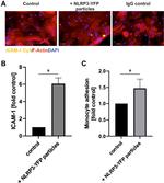 ICAM-1 Antibody in Immunocytochemistry (ICC/IF)