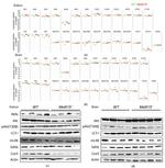 RBFA Antibody in Western Blot (WB)