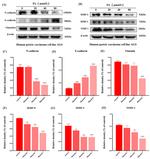 N-cadherin Antibody in Western Blot (WB)