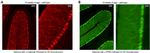 IP3 Receptor 1 Antibody in Immunohistochemistry (IHC)