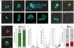 EpCAM Antibody in Immunocytochemistry (ICC/IF)