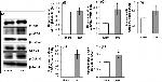 beta Catenin Antibody in Western Blot (WB)